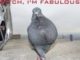 Funny Pigeon