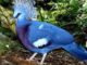 Victoria Crowned Pigeon For Sale