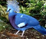 Victoria Crowned Pigeon For Sale