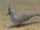 Crested Pigeon Call