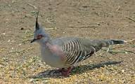 Crested Pigeon Call