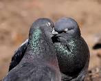 How Do Pigeons Mate