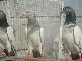 High Flying Pigeon Breeds