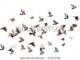 Flying Flight Pigeons