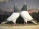 High Flying Pigeons Feeding