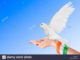 Indian High Flying Fancy Pigeon Breeds