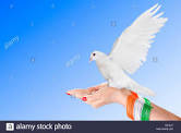 Indian High Flying Fancy Pigeon Breeds