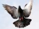Best High Flying Pigeons In The World