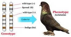 Pigeon Genetics