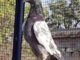 High Flying Pigeons For Sale