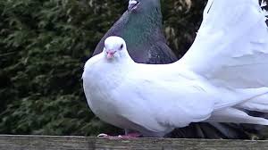 Female Pigeon