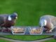 What Do Wood Pigeons Eat