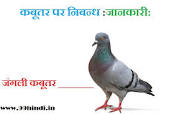 Pigeon In Hindi