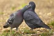 Do Pigeons Mate For Life