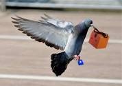 Carrier Pigeon Service