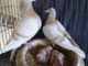 Pigeon Breeding Tips