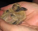 What Is A Baby Pigeon Called