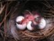 How Long Does It Take Hatch Flying Pigeon Eggs