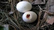 Pigeon Egg Gestation