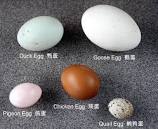 Pigeon Egg Care