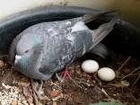 Pigeon Eggs On Balcony