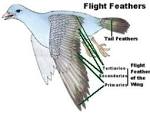 How Long Does It Take A Pigeon Flight Feathers To Grow Back