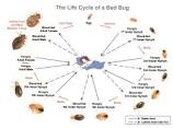 Pigeon Life Cycle