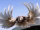 Ukranian Skycutter Pigeons