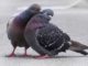 Pigeon Courtship Behavior