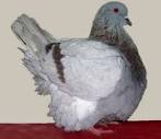 French Mondain Pigeon
