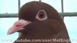 Carneau Rouge-Red Pigeon