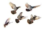 how does pigeon racing work