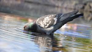 Water For Pigeons
