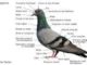 Pigeon Facts