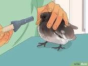 Basic Pigeon Care