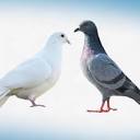 Are Pigeons And Doves The Same