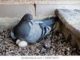 The Importance Of Pigeon Breeding In Pigeon Racing