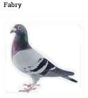 The History Of Fabry Pigeons
