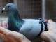 Most expensive pigeon in the world 2020