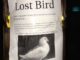 What Happens To Lost Racing Pigeons