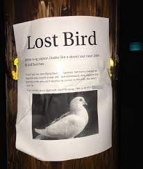 What Happens To Lost Racing Pigeons